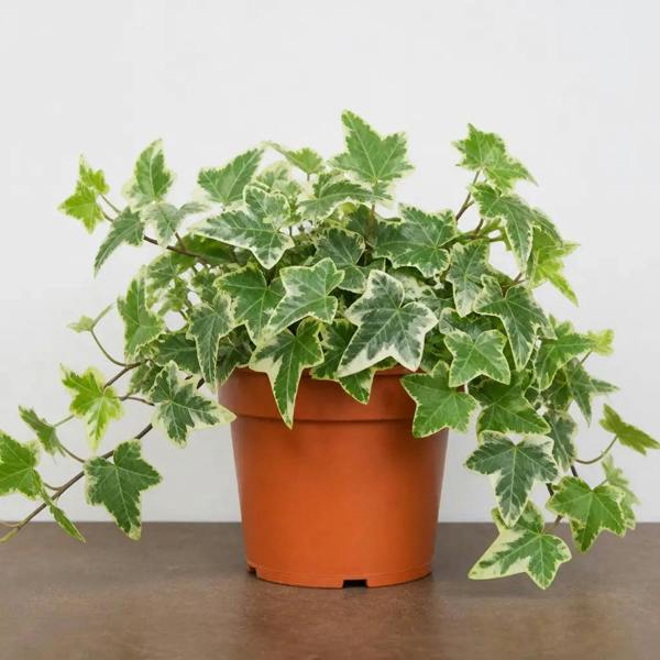 Hedera Variegated Ivy 12cm Pot Plants By Post