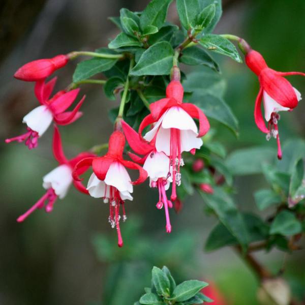 Fuchsia Snowcap Hardy Flowering Garden Shrub Plant 2L Pot