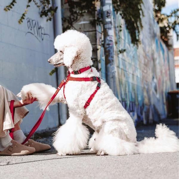 EzyDog Essential Adjustable Dog Collar in Red
