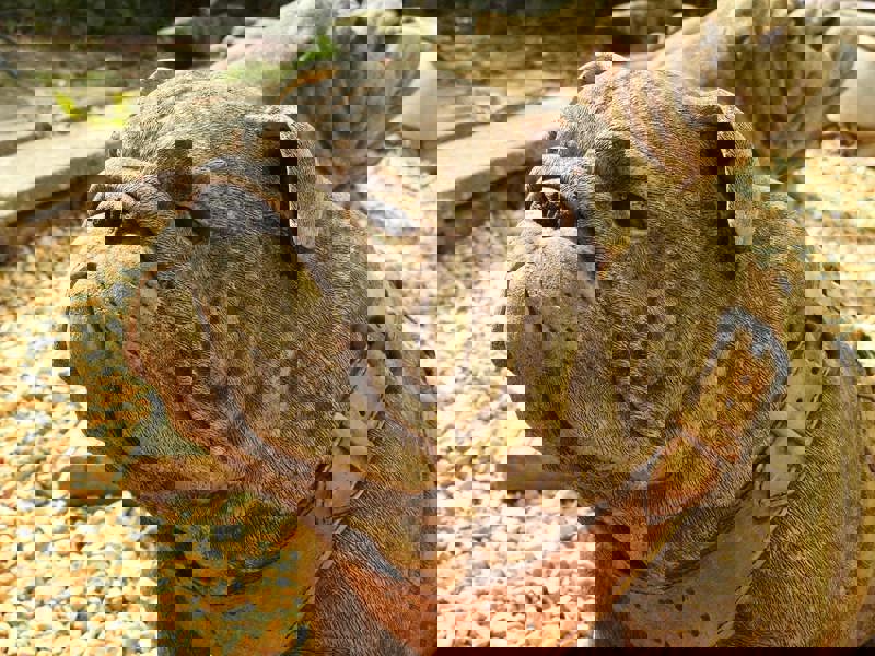 Life Size Sitting British Bulldog Stone Garden Ornament