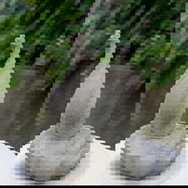 Floor level Birdbath with Perching Pigeon / Bird feeder