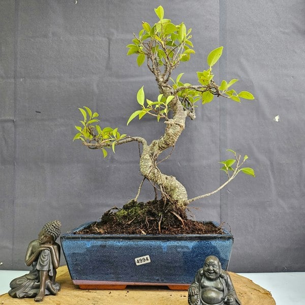 Yorkshire Bonsai Ficus Microcarpa (Banyan Fig) Indoor Bonsai Tree | Shaped | In 25cm Pot