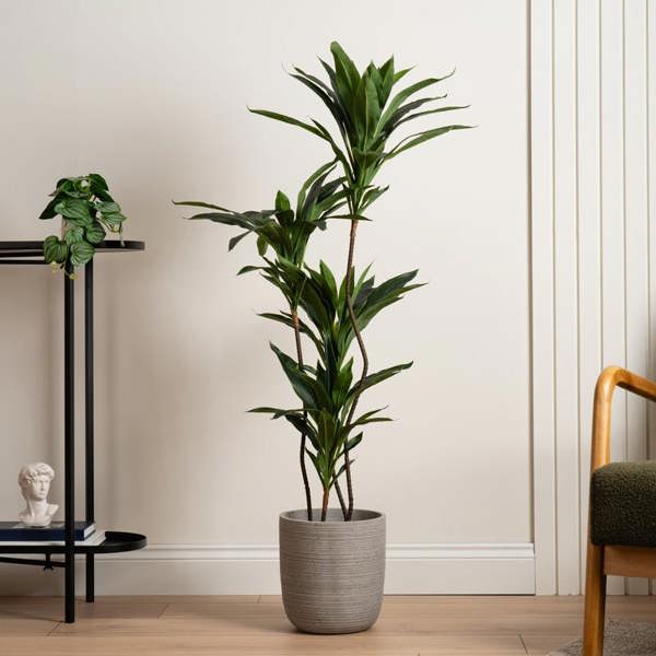 Scottish Everlastings 120Cm Real Touch Green Dracaena