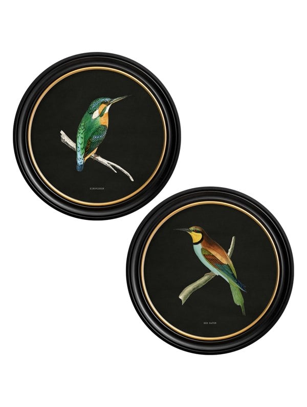 Exceptional Art c.1870 Kingfisher and Bee Eater - Black