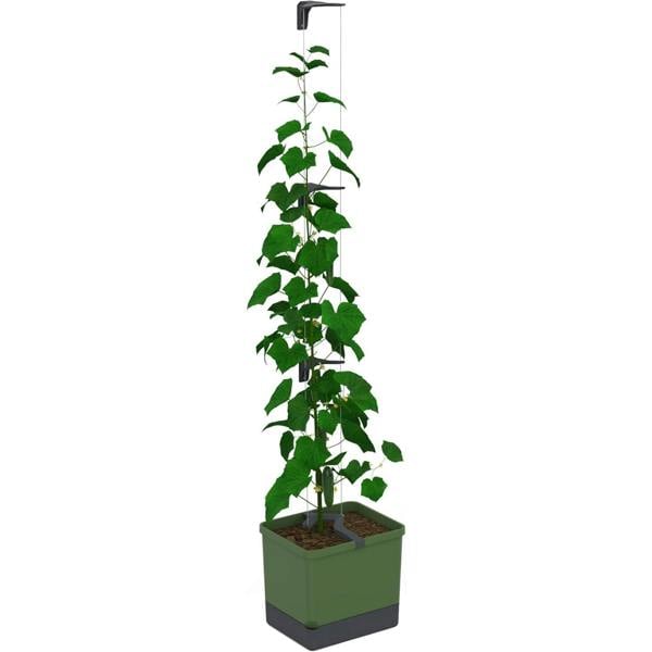 CURT CUCUMBER cucumber planter with water tank - Dark Green