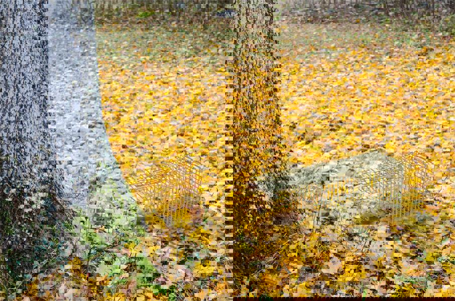 St Helens Home and Garden Live Animal Trap