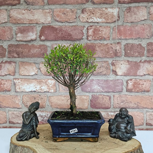 Yorkshire Bonsai Brush Cherry (Syzygium) Bonsai Tree | Broom | In 15cm Pot