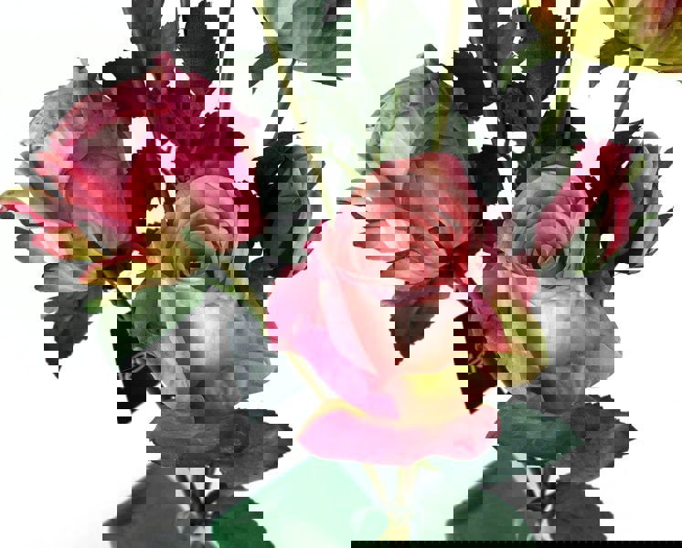 Leaf 6 x 60cm Pink Rose Artificial Flower Sprays - 24 Flowers 18 Buds