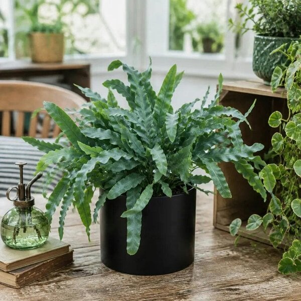 Phlebodium Blue Star Fern – Elegant Blue-Green Foliage Indoor Houseplant