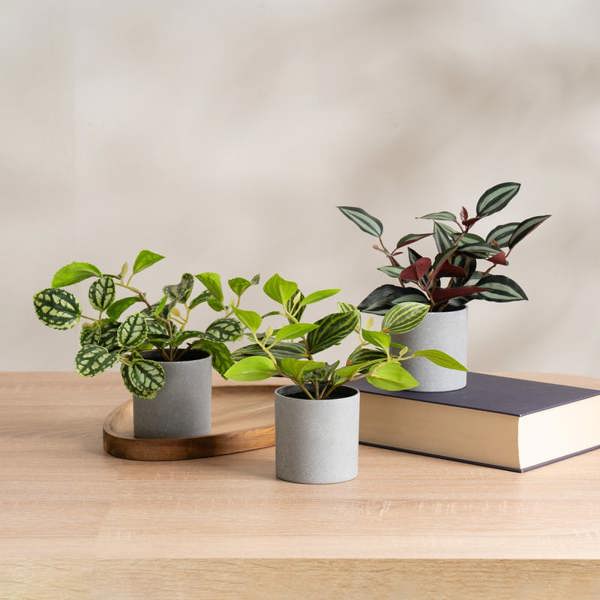Scottish Everlastings Set of 3 Mini Trailing Plants in Grey Pots