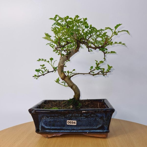 Chinese Pepper (Zanthoxylum Pipertum) Bonsai Tree | Shaped | In 20cm Pot