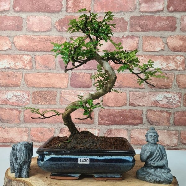 Chinese Pepper (Zanthoxylum Pipertum) Bonsai Tree | Shaped | In 20cm Pot