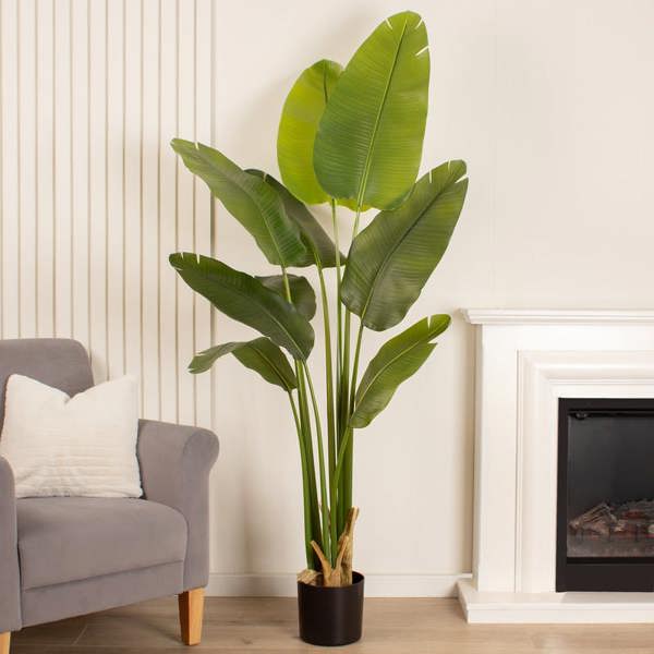 Scottish Everlastings 180cm Real Touch Banana Tree