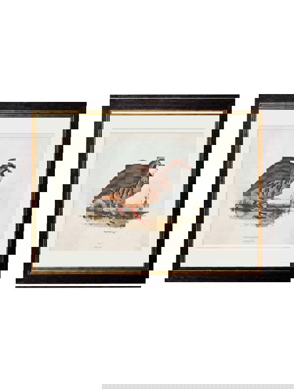 Exceptional Art c.1837's British Game Birds