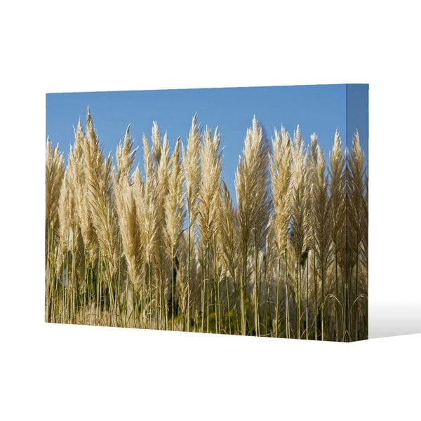 Benjamin Tate Design Pampus Grass (Canvas Print)