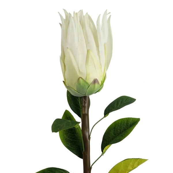 Leaf Pack of 6 x 65cm Protea Sugarbush Flower Stem - White