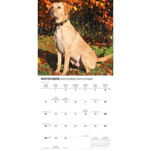 Yellow Labrador Retrievers Calendar 2027, Wall Calendars, Month To View, Dogs, Gift