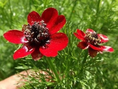 Pheasants Eye Pheasant's Eye Seeds - Pheasant's Eye Flower Seeds - Pheasant's Eye