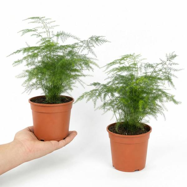 Asparagus Setaceus Lace Fern 12cm Pot Plants By Post