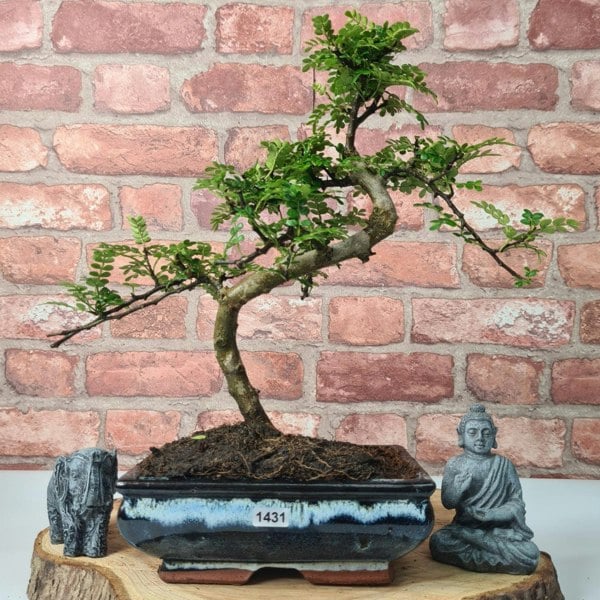 Chinese Pepper (Zanthoxylum Pipertum) Bonsai Tree | Shaped | In 20cm Pot