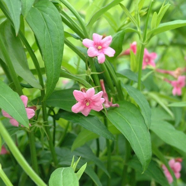 Jasminum Officinale – 3 L Pot – Fragrant White cluster Climbing Jasmine (Copy) plants by post