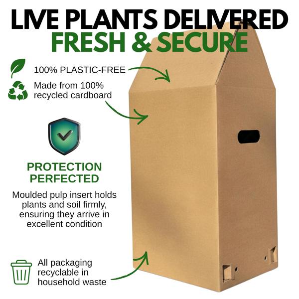 Hebe 'Sutherlandii' Compact Evergreen Garden Plant  2L Pot The Rose Press Garden