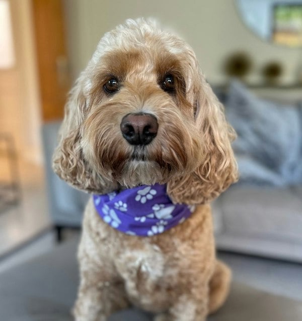 RUFFNEK Reflective Purple Dog Snood Scarf/Bandana