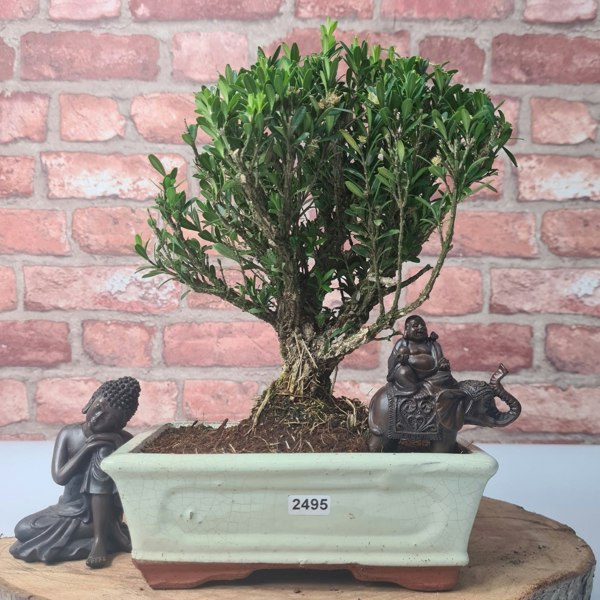 Yorkshire Bonsai Boxwood (Buxus Harlandii) Bonsai Tree | Broom | In 20cm Pot