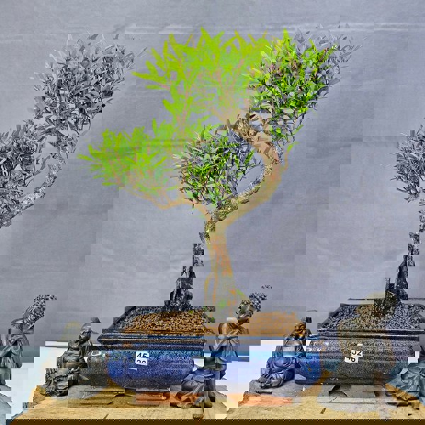Yorkshire Bonsai Brush Cherry (Syzygium) Bonsai Tree | Shaped | In 20cm Pot