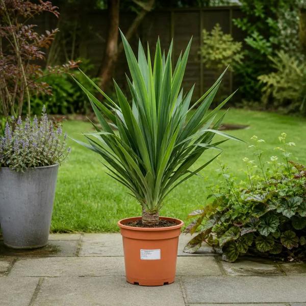 Yucca 19cm Pot – Easy Care Large Indoor Houseplant
