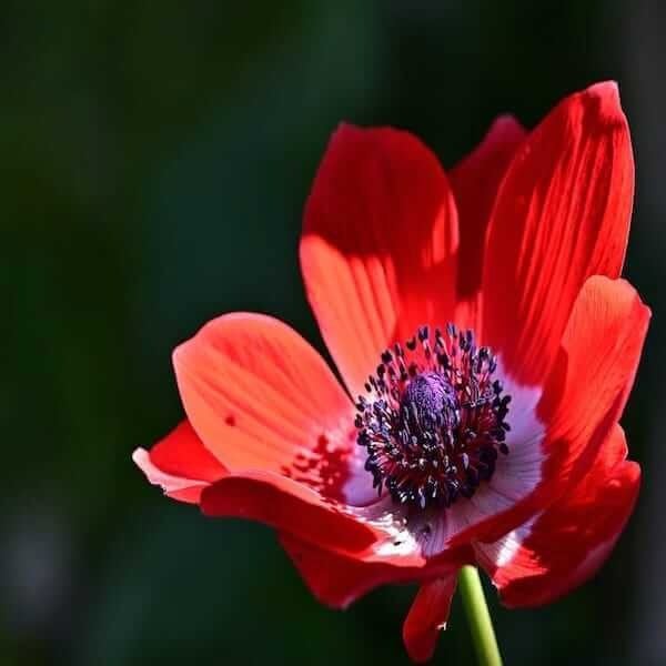 adonis annua pheasant's eye