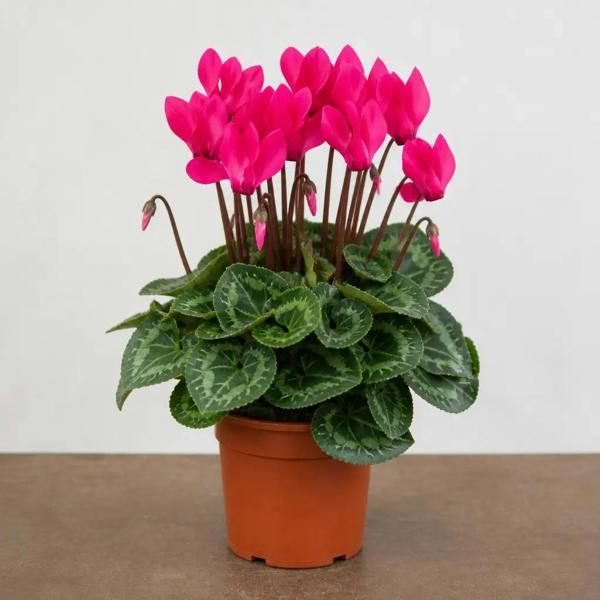 Cyclamen Deep Rose 10.5cm Pot Pack of 3 & 6 Flowering Outdoor Plants Plants By Post