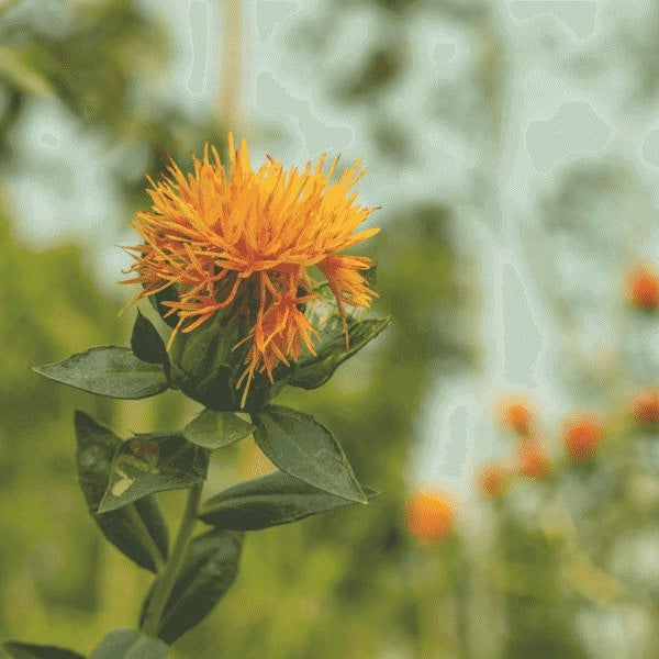 Harvesting Safflower Seeds