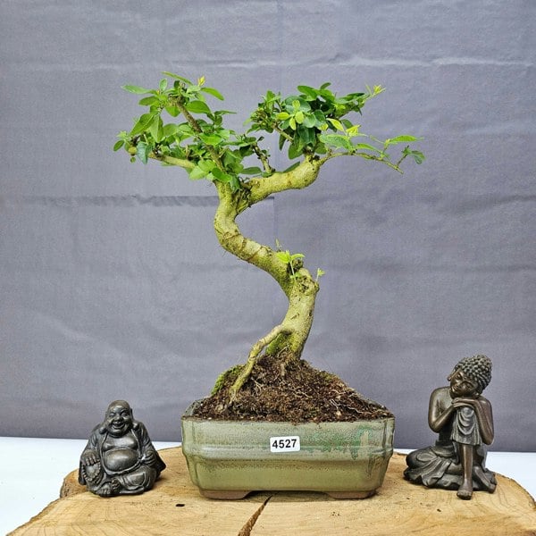 Yorkshire Bonsai Chinese Privet (Ligustrum Sinense) Bonsai Tree | Shaped | In 15cm Pot