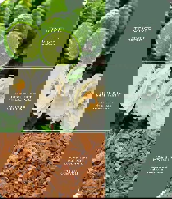 BAMBOO Cedarwood & White Musk - Bamboo Fragrance Diffuser