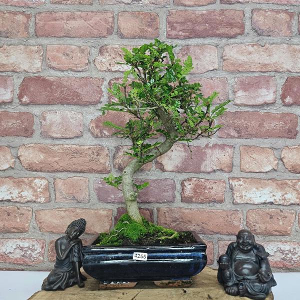 Yorkshire Bonsai Chinese Pepper (Zanthoxylum Pipertum) Bonsai Tree | Shaped | In 20cm Pot