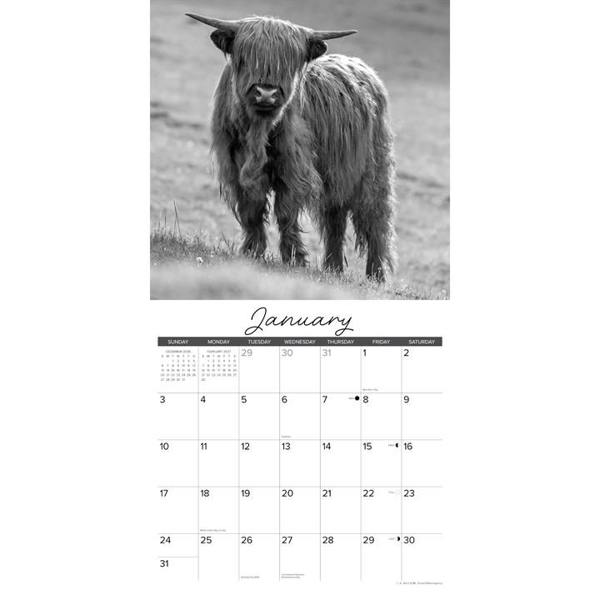 Black & White Highland Cows Calendar 2027, Wall Calendars, Month To View, Animals, Gift