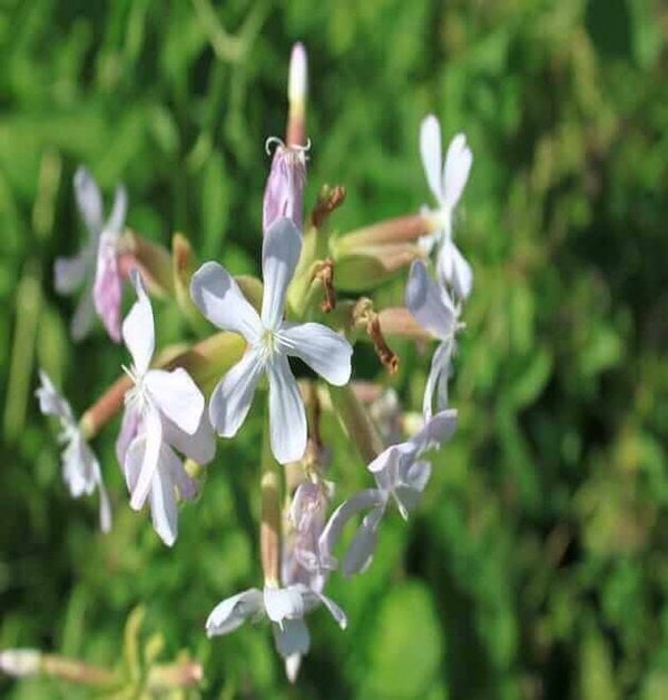 common-Saponaria officinalis