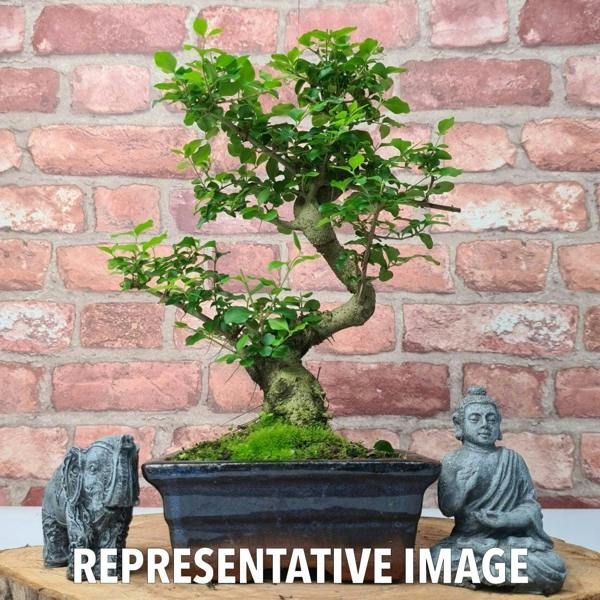 Yorkshire Bonsai Chinese Privet (Ligustrum Sinense) Bonsai Tree | Shaped | In 15cm Pot - LS15S