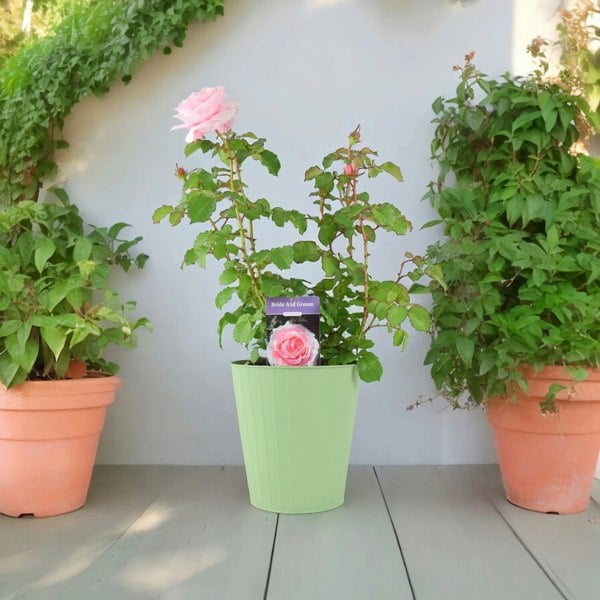 Rose Bride And Groom 5.5 Litre Pot Plants By Post