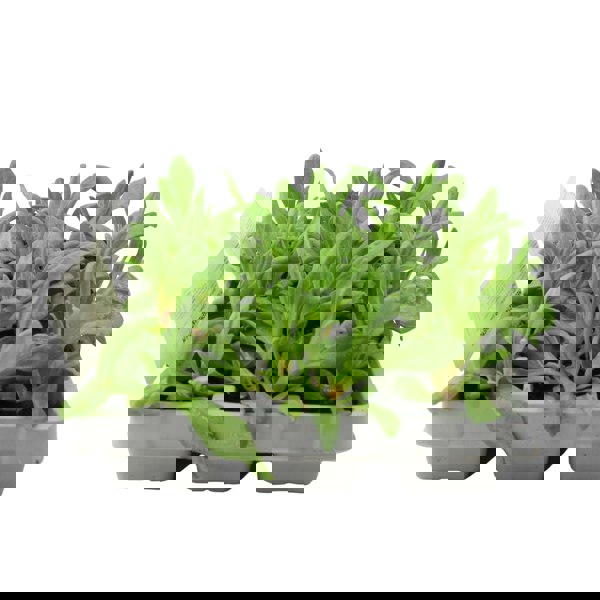 Mesembryanthemum Mixed 6 Pack x 2 (12 Plants) plants by post