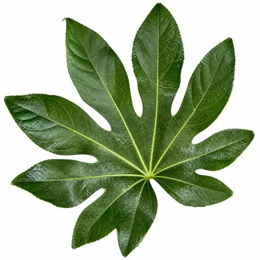 Fatsia Paper Plant – Large Glossy Green Foliage Evergreen Indoor and Outdoor Plant