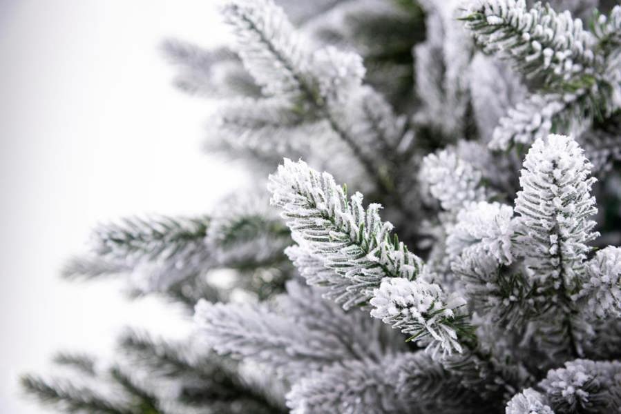 6ft to 7ft Frosted Snow Flocked Green Oregon Pine Artificial Christmas Trees with Hinged Branches image 5