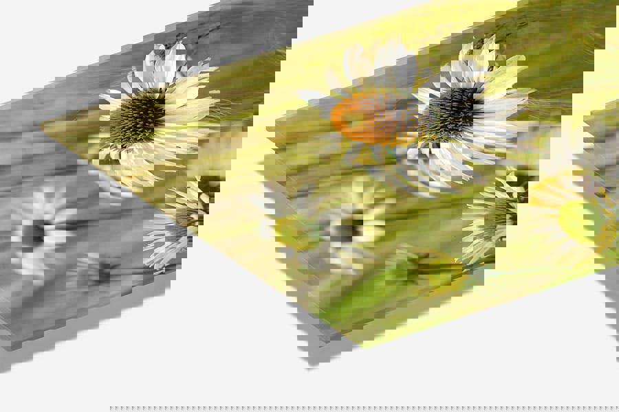 coneflower botanical photography print