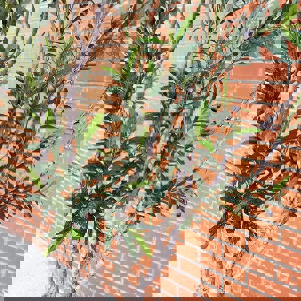 Leaf XXL Artificial Olive Tree 2.5m (250cm) Width: 160 cm With decorative planter