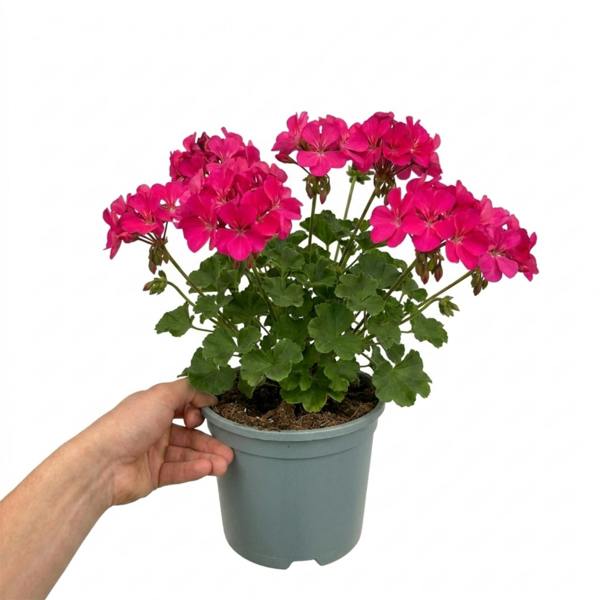 1 Large Plant - Geranium Calliope Hot Pink, Outdoor Garden Ready, 2L Pot The Rose Press Garden