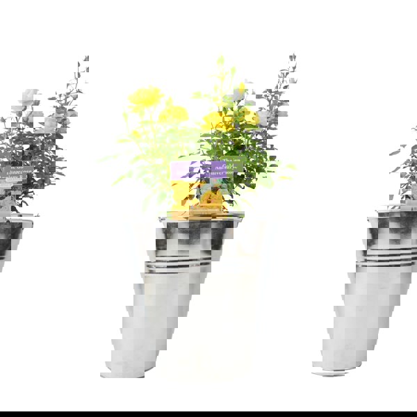 The Golden Anniversary Rose - Yellow Patio Rose with Fragrance Plants By Post