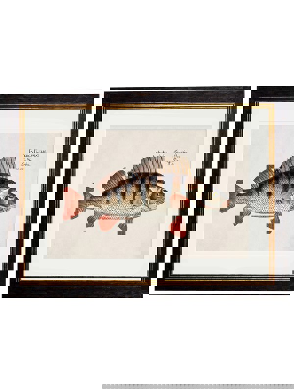 Exceptional Art c.1785 Fresh Water Fish