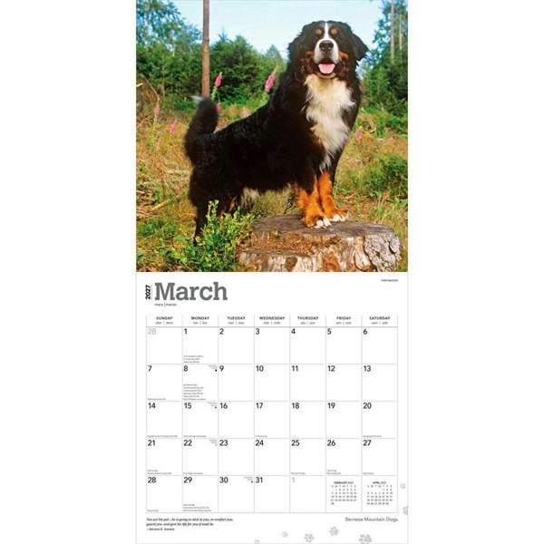 Bernese Mountain Dogs Calendar 2027, Wall Calendars, Month To View, Dogs, Gift