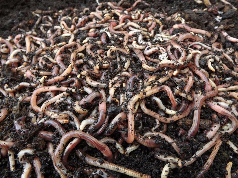 MIXED DENDROBAENA WORMS